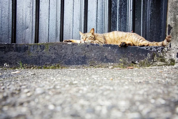 Adv Veya Diğerleri Için Güzel Bir Arka Planı Olan Kedi — Stok fotoğraf