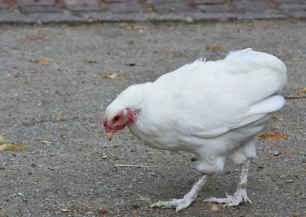 Animali Giovani Attenzione Selettiva — Foto Stock