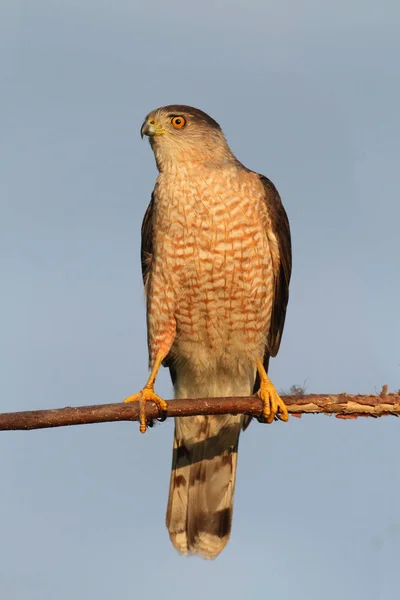 Coopers Hawk Accipiter Cooperii Tree Blue Background — Stock Photo, Image