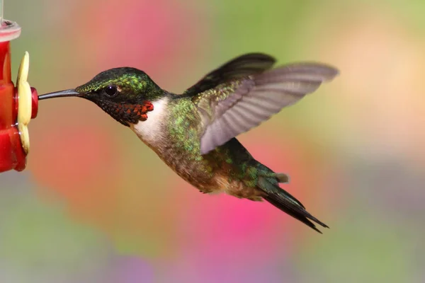 Malowniczy Widok Piękny Koliber Ptak — Zdjęcie stockowe