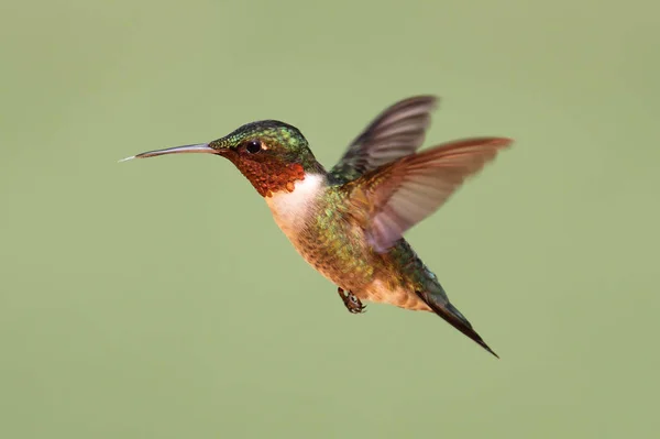 Vacker Utsikt Över Vackra Kolibri — Stockfoto