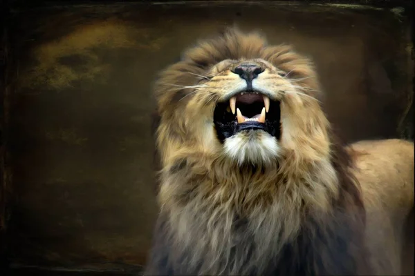 The original image was taken at Wingham Wildlife Park in Kent using a Canon EOS 650D and Canon 75-300mm lens. The lion was blended with a grunge texture and a vignette was added to complete the picture.