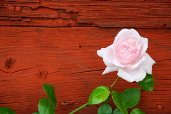 Rose Rose Sur Fond Bois Rouge Dans Jardin — Photo