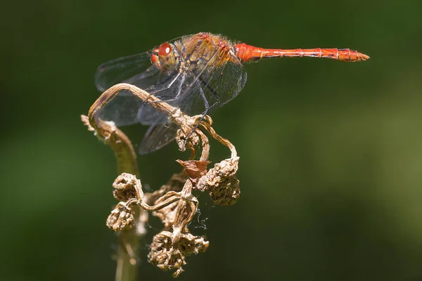 Vue Macro Rapprochée Insecte Libellule — Photo