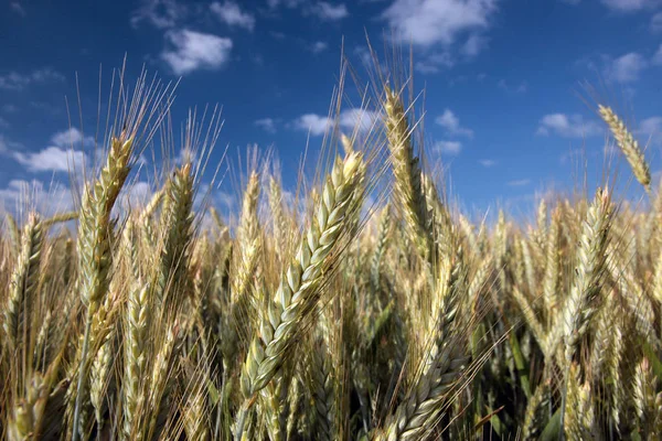 Landbouwareaal Van Tarwe Oogst — Stockfoto