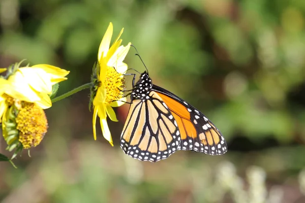 Farfalla Monarca Danaus Plexippus Girasoli Boschivi Helianthus Divaricatus — Foto Stock