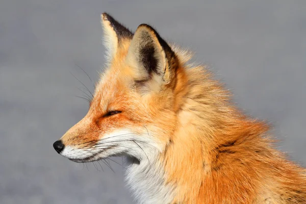 红狐动物 自然动物 — 图库照片