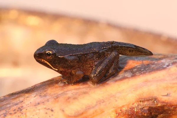 木青蛙 Rana Sylvatica 从毛绒树到青蛙的转变过程 — 图库照片