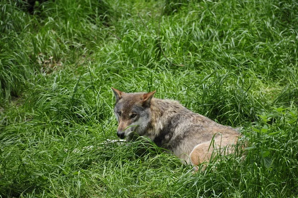 Loup Gris Canis Lupus Forêt — Photo