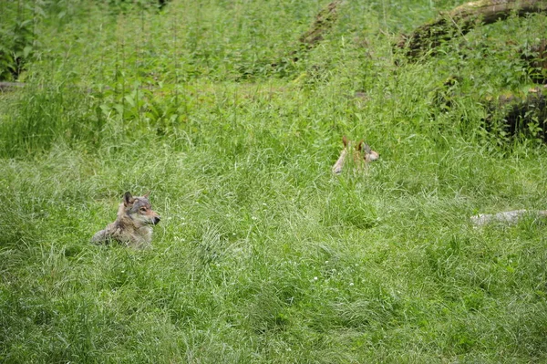 Grå Varg Canis Lupus Skogen — Stockfoto