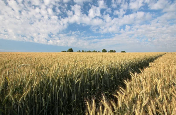 Schöne Aussicht Auf Die Natur — Stockfoto