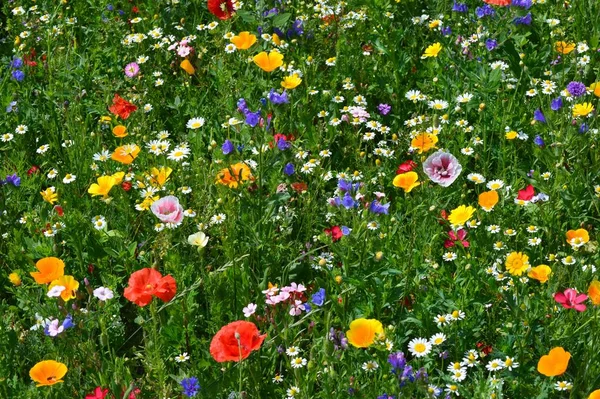 Letní Louka Květiny Flóra Příroda — Stock fotografie