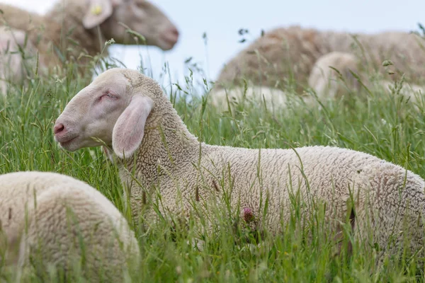 Naturskön Utsikt Över Landsbygden Selektivt Fokus — Stockfoto