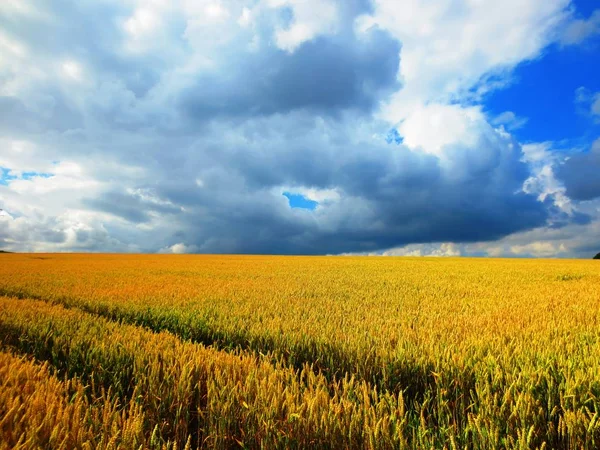 小麦と曇りの空の分野 — ストック写真