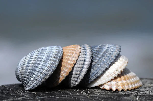 Muscheln Muscheln — Stockfoto