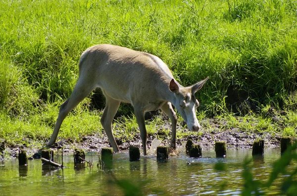 Wildlife Scene Prachtige Natuur — Stockfoto