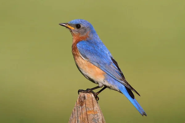 Mężczyzna Wschodniej Bluebird Sialia Sialis Ogrodzenie Zielonym Tłem — Zdjęcie stockowe