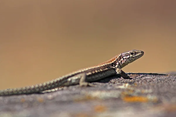 Primer Plano Lagarto Hábitat Concepto Salvajismo — Foto de Stock