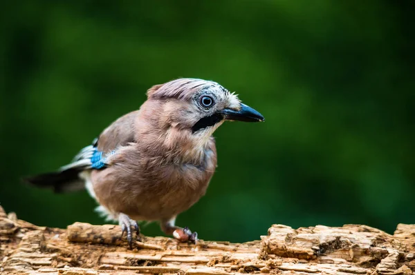 Jay Garrulus Glandarius Kép — Stock Fotó