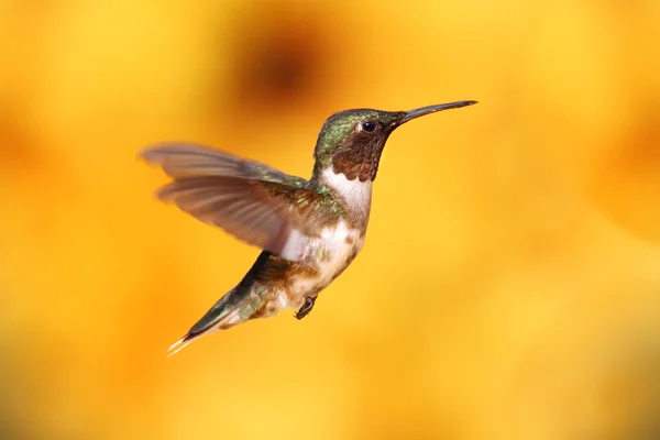 Scenic View Beautiful Hummingbird Bird — Stock Photo, Image