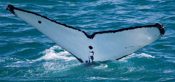 Full Image Alaskan Humpback Tail Going Dive — Stock Photo, Image