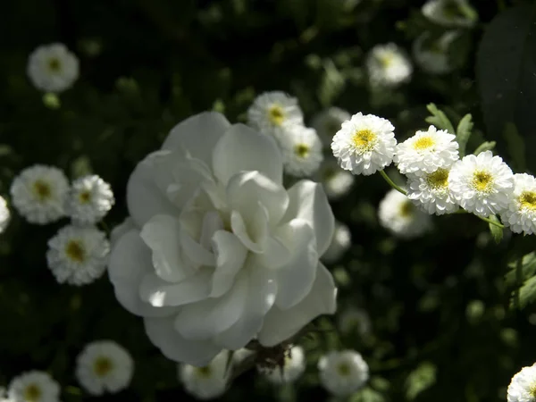 Bloom Flowers Floral Background — Stock Photo, Image