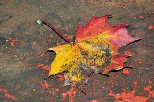 Hoja Arce Otoño — Foto de Stock