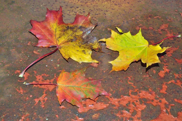 Liście Klonu Sezonie Jesiennym — Zdjęcie stockowe