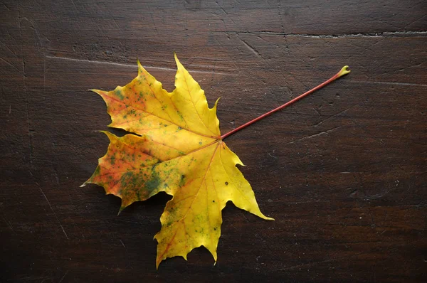 Hoja Arce Otoño — Foto de Stock