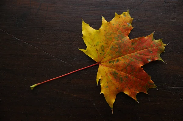 Baum Blätter Laub Blatt — Stockfoto