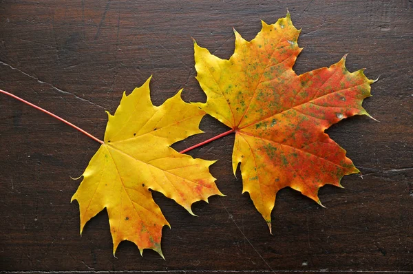Folhas Bordo Temporada Outono — Fotografia de Stock
