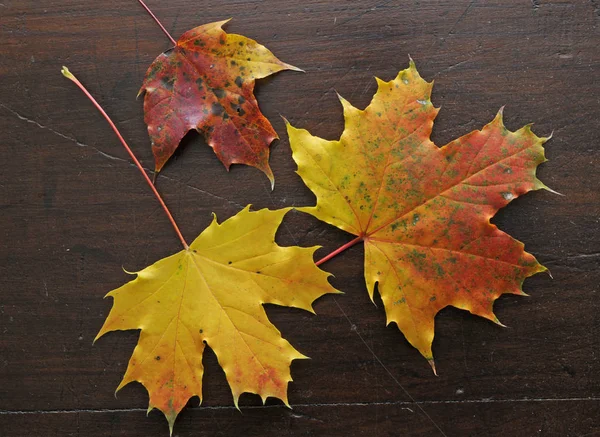 Hojas Arce Temporada Otoño — Foto de Stock