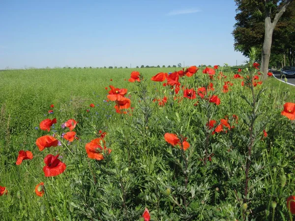 Vue Rapprochée Belles Fleurs Pavot Sauvage — Photo