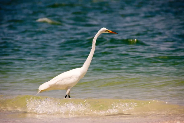 Airone Nevoso Airone Uccello Bianco Giallo Piedi Piume Colore Uccelli — Foto Stock