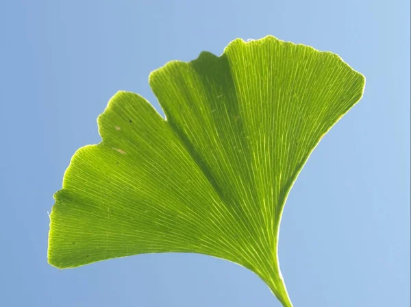 Foglie Ginkgo — Foto Stock