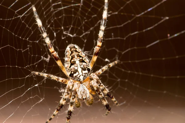 Araña Aterradora Criatura Insecto — Foto de Stock