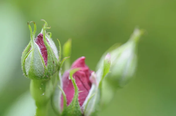 Pétales Rose Flore Fleurs — Photo