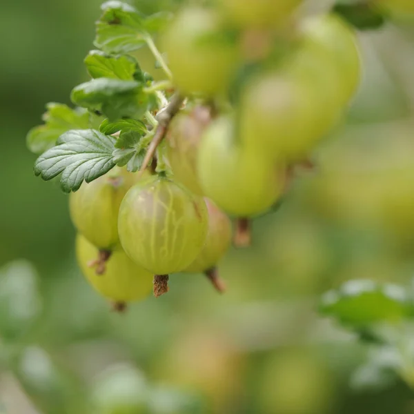 Detailní Pohled Čerstvé Angrešt — Stock fotografie