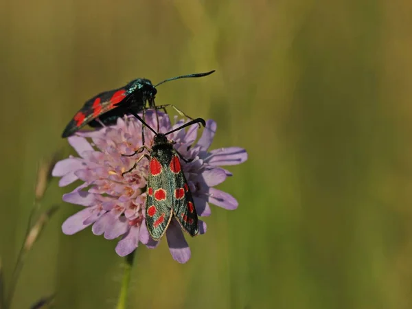 Close Butterfly Habitat Wildness Concept — Stock Photo, Image