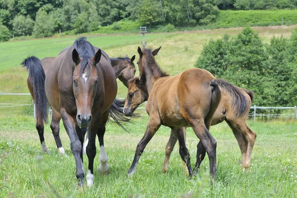 Chevaux Extérieur Jour — Photo