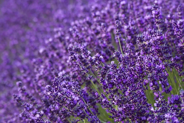Flores Lavanda Provence Arquivado — Fotografia de Stock