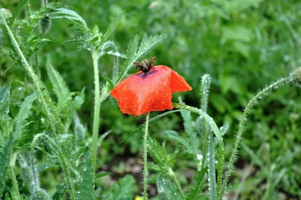 Vista Cerca Hermosas Flores Amapola Silvestre — Foto de Stock