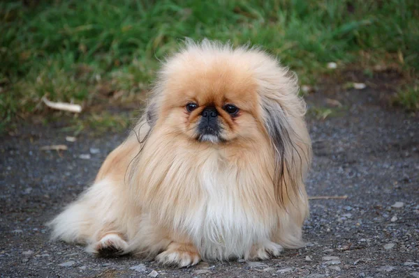 Portrait Cute Dog — Stock Photo, Image