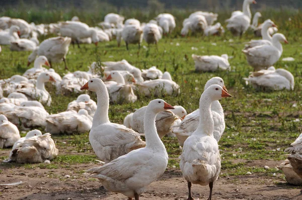 Gänse Auf Der Wiese — Stockfoto