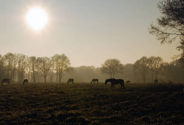 Hester Utendørs Dagen – stockfoto