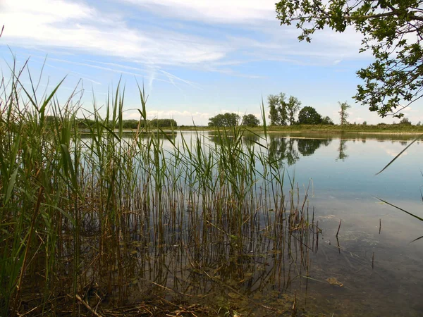 Aussichtsreiche Aussicht Auf Schöne Vögel Der Natur — Stockfoto