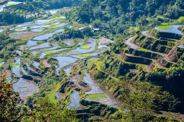 Slavné Rýžové Terasy Banaue Luzon Filipíny — Stock fotografie