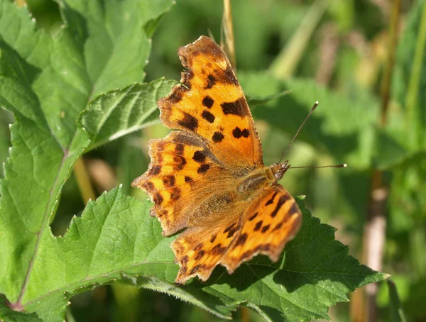 Nahaufnahme Von Schmetterlingen Lebensraum Wildniskonzept — Stockfoto