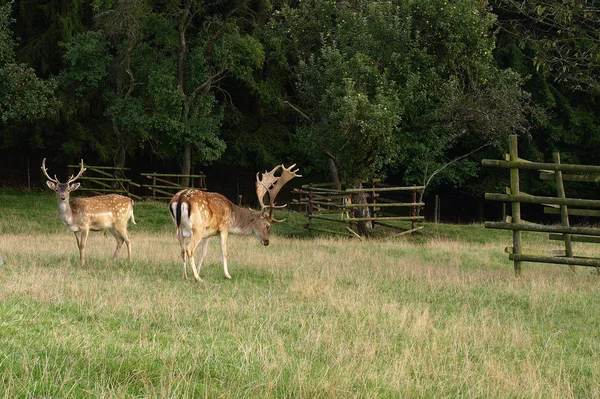 Wildlife Scene Prachtige Natuur — Stockfoto