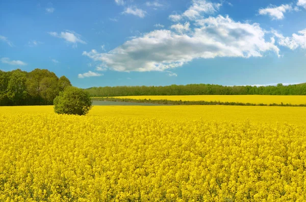 Bella Vista Sulla Zona Rurale — Foto Stock